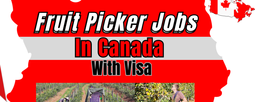 Fruit Picker Jobs in Canada with Free Visa Sponsorship 2024